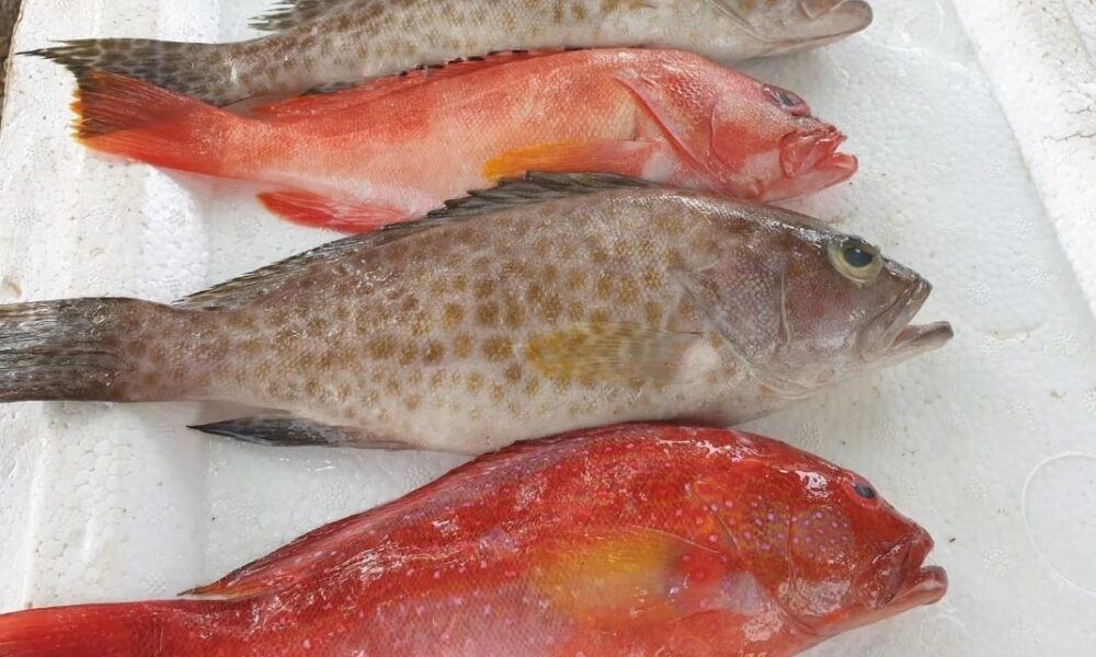Fish Reared in Tanks and Beef Steak – Boracay Island News